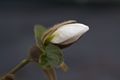 Magnolia Norman Gould Magnolia